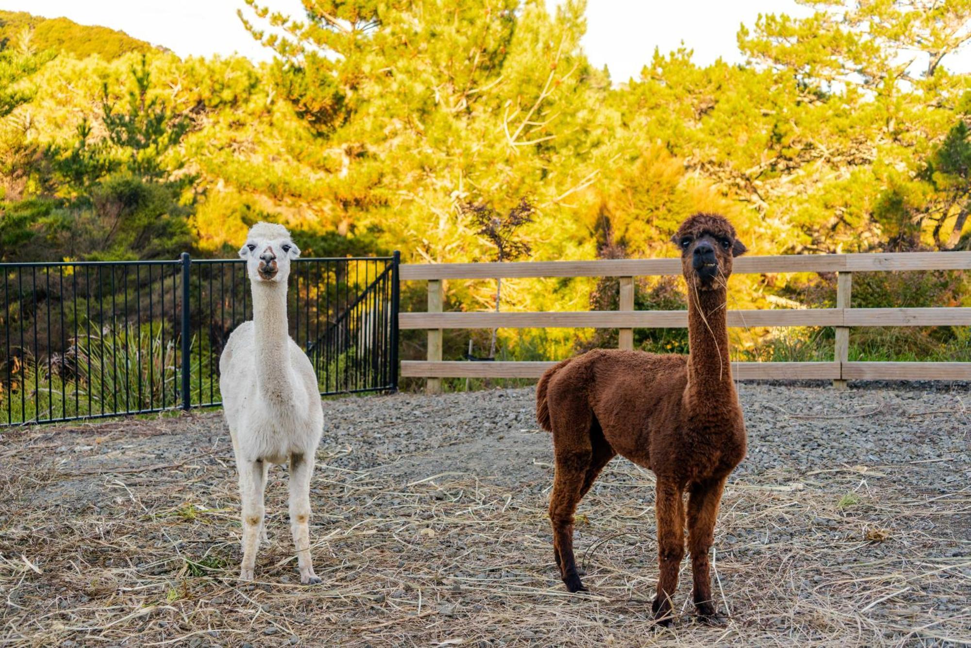 Appartamento Alpaca Manor Auckland Esterno foto