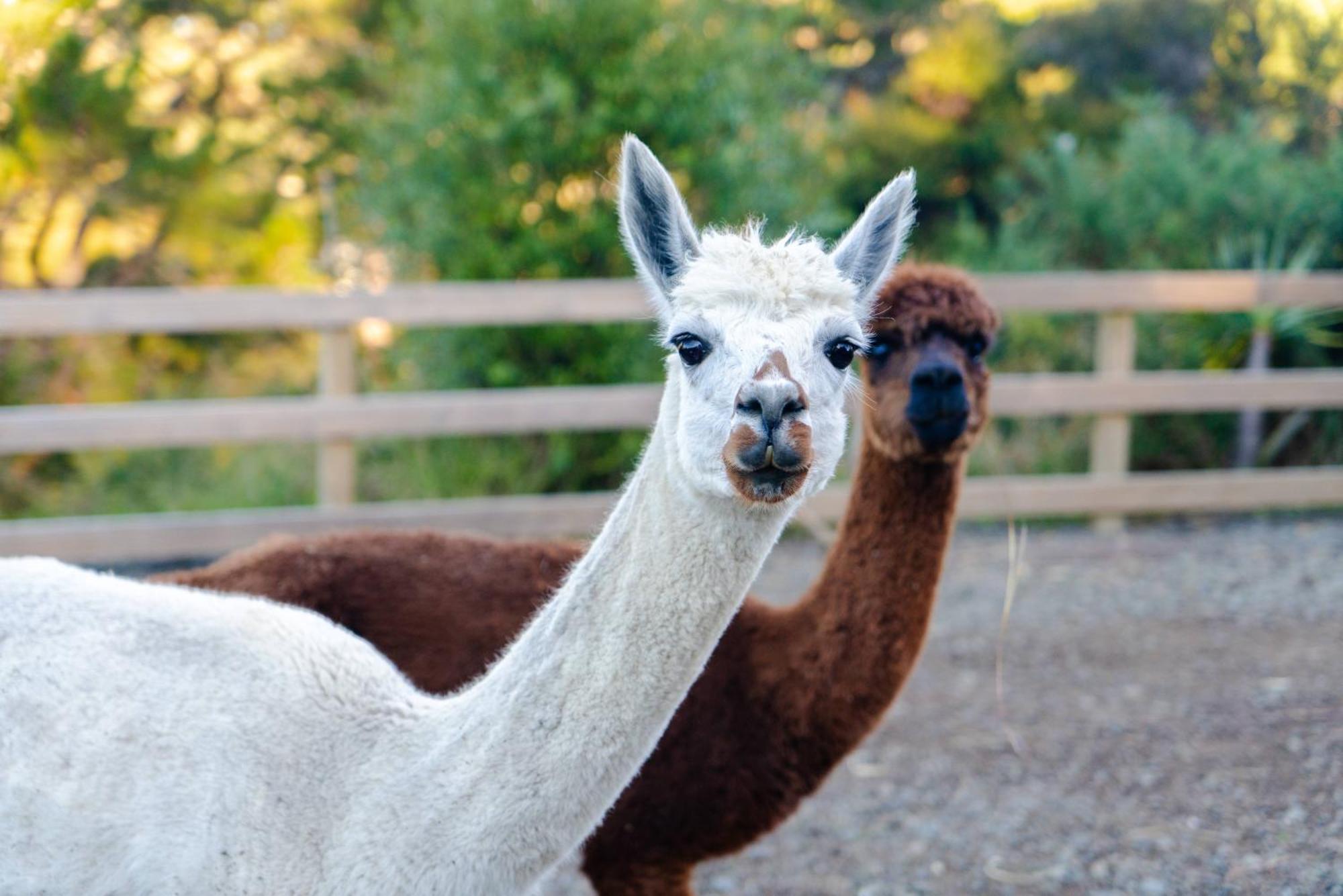 Appartamento Alpaca Manor Auckland Esterno foto