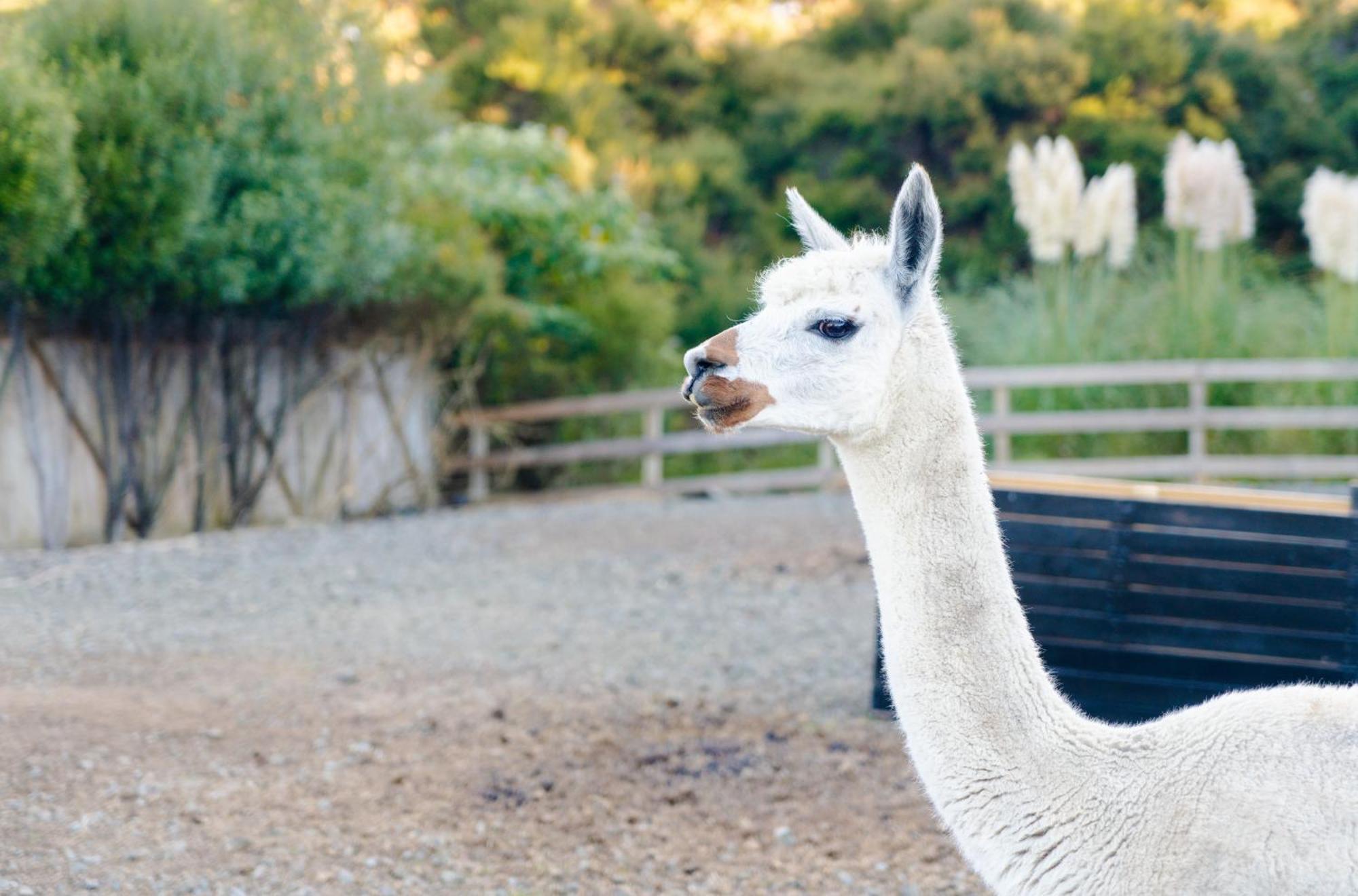 Appartamento Alpaca Manor Auckland Esterno foto