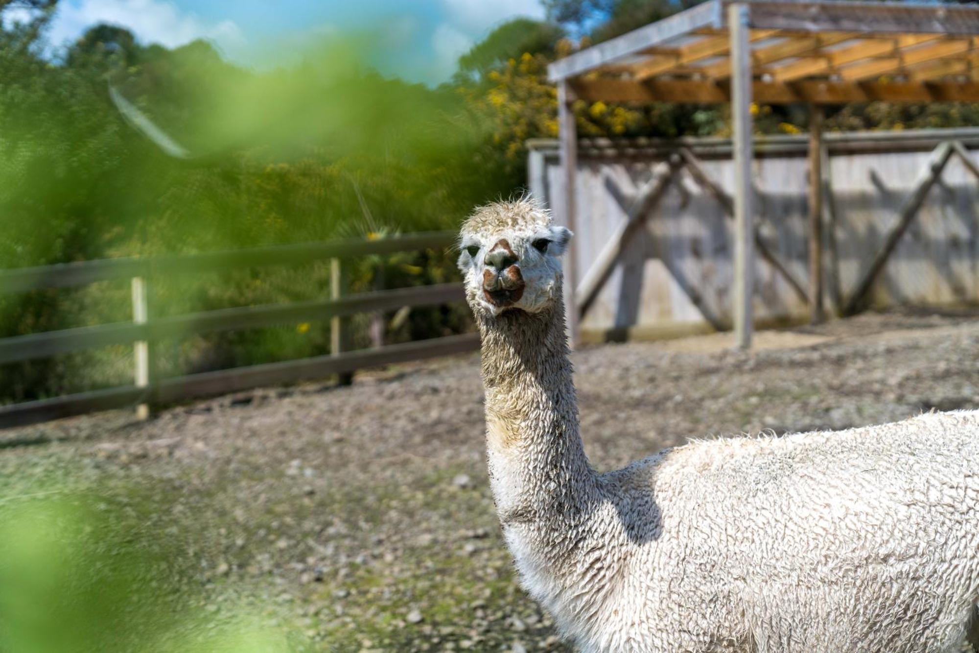 Appartamento Alpaca Manor Auckland Esterno foto